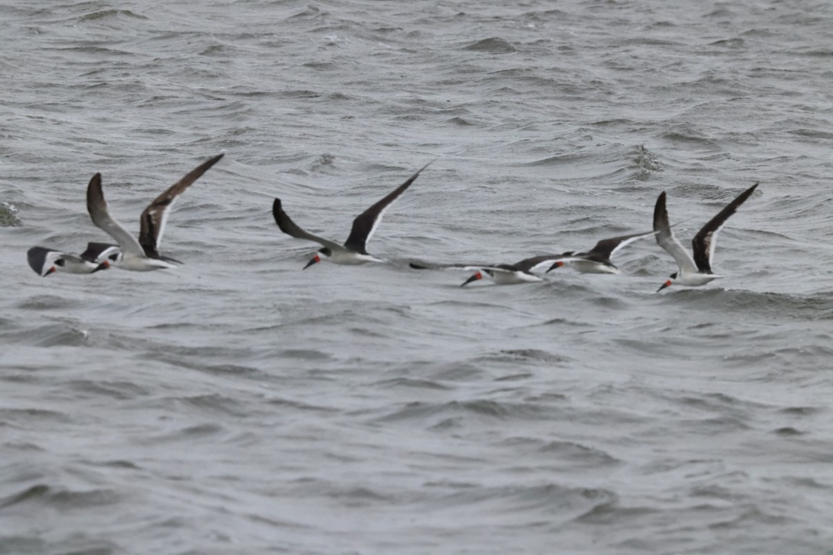 Black Skimmer - Jaden Salett