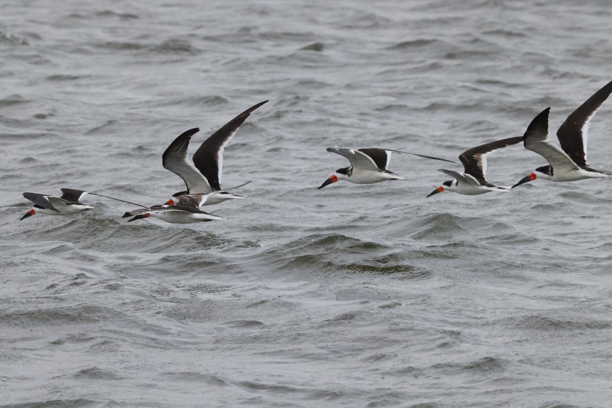 Black Skimmer - Jaden Salett