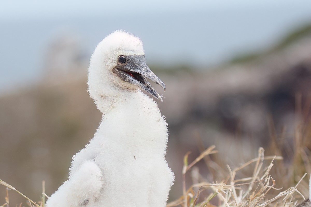 Blue-footed Booby - ML548191951