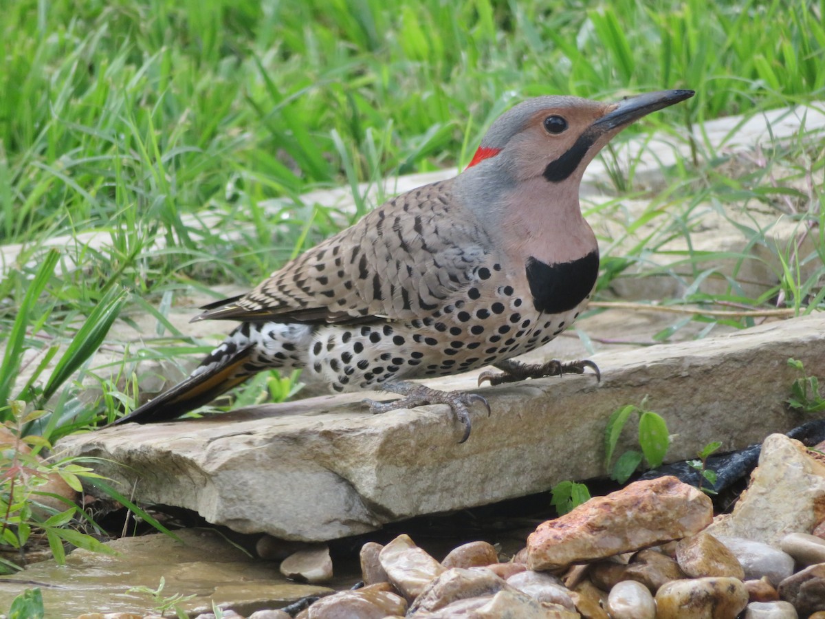 Northern Flicker (Yellow-shafted) - ML548192041