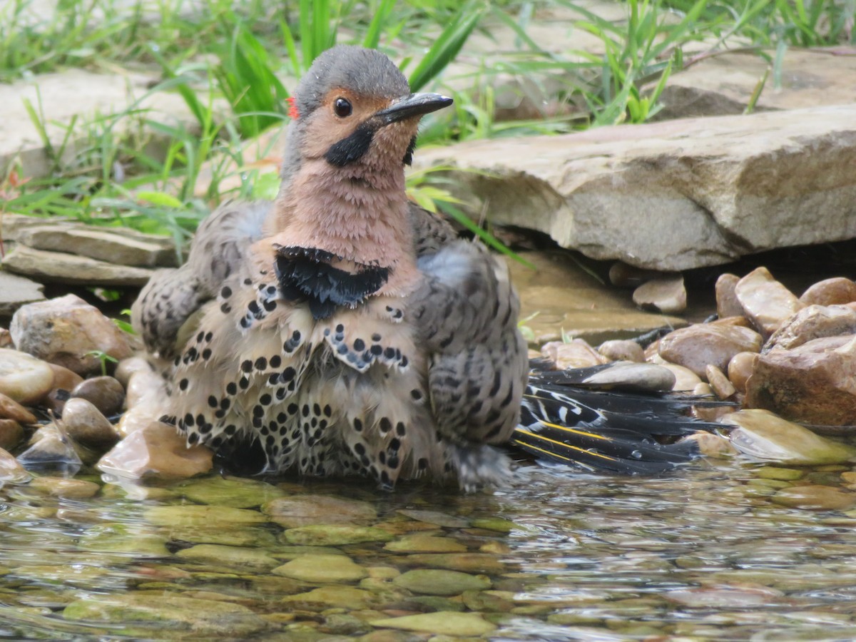 Altın Ağaçkakan (auratus/luteus) - ML548192181