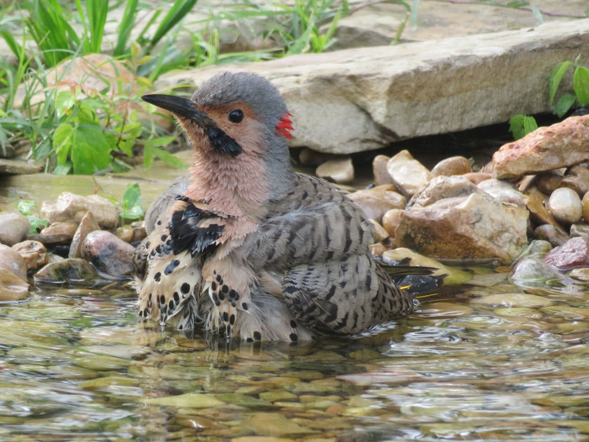 Northern Flicker (Yellow-shafted) - ML548192501