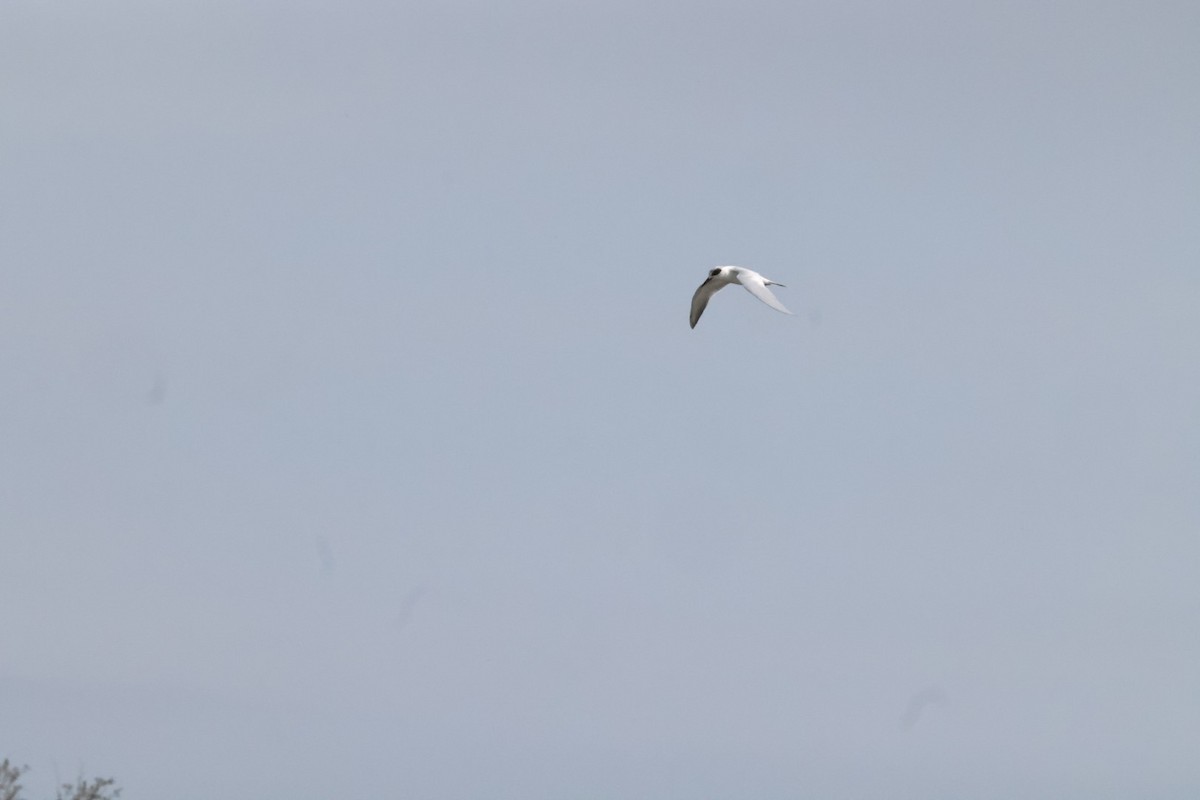 Forster's Tern - ML548192681