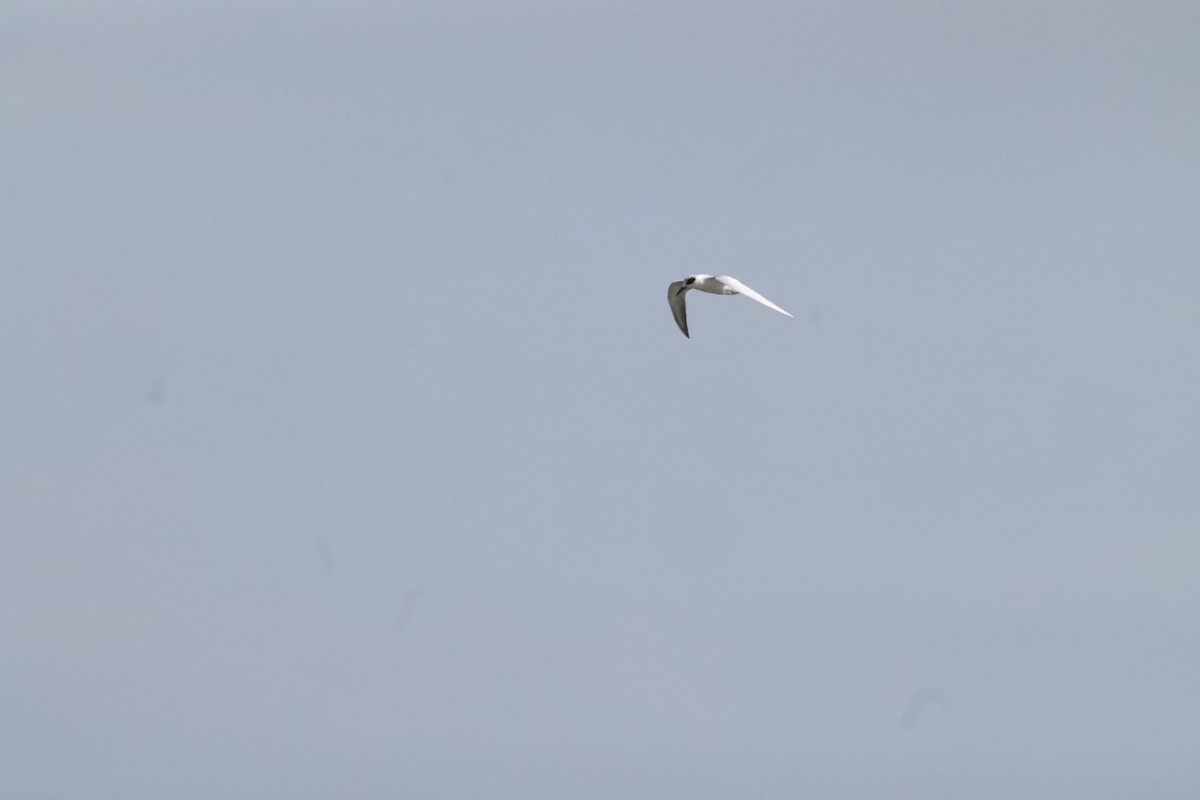 Forster's Tern - Jaden Salett