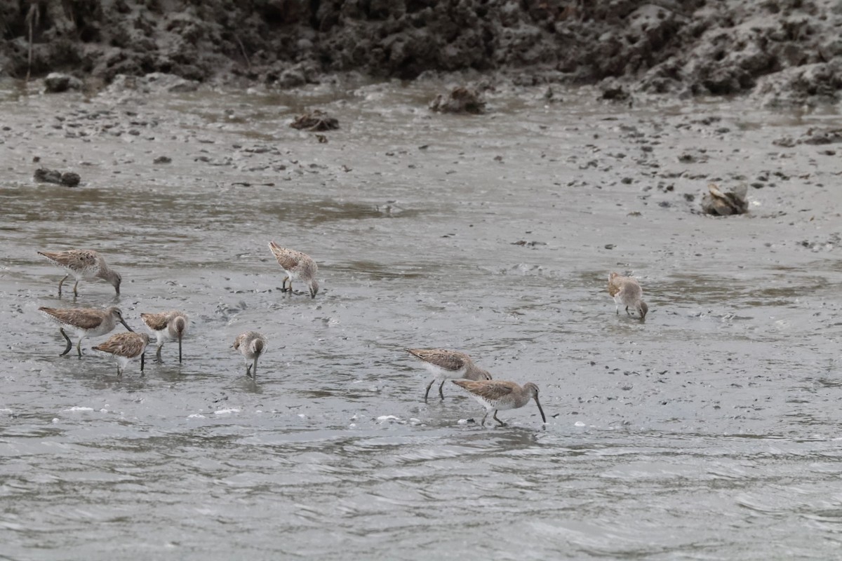 Short-billed Dowitcher - Jaden Salett