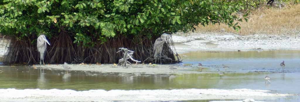 Great Blue Heron - ML548194071