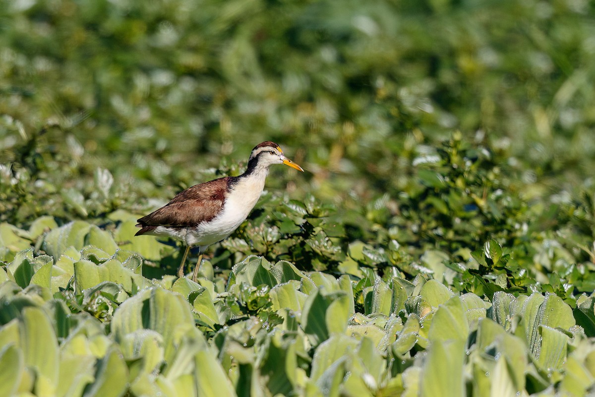 Northern Jacana - Ethan Denton