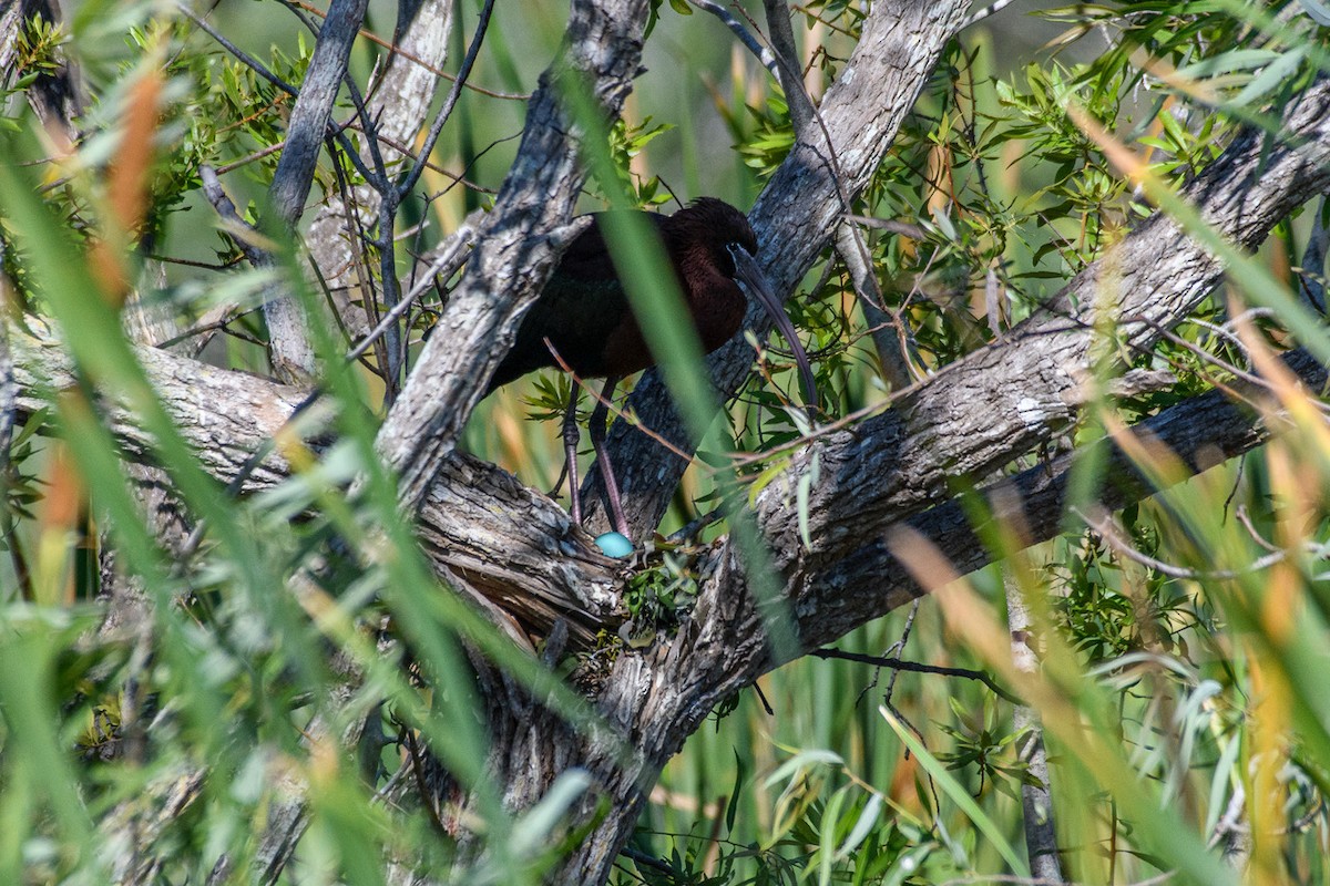 Glossy Ibis - ML548194721