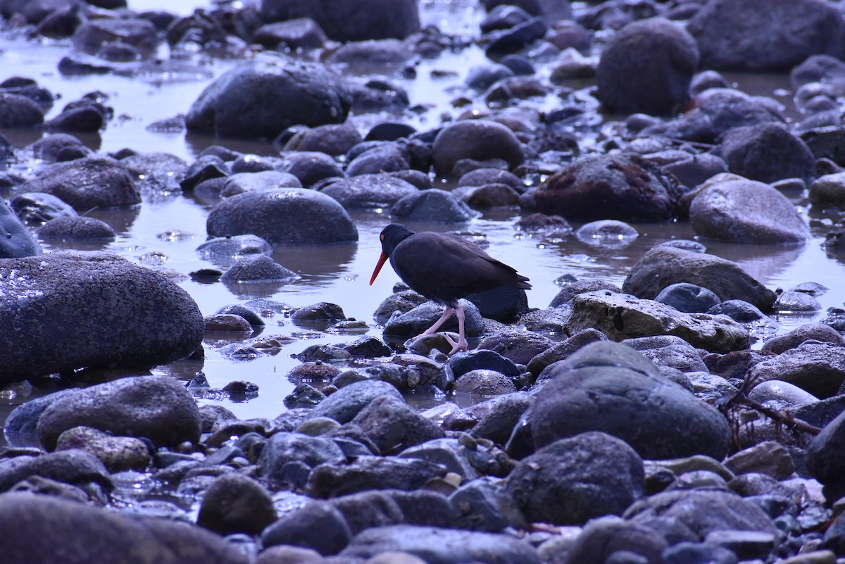 Black Oystercatcher - ML548194941