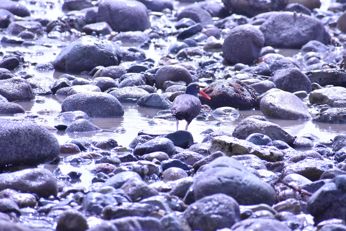 Black Oystercatcher - ML548194961