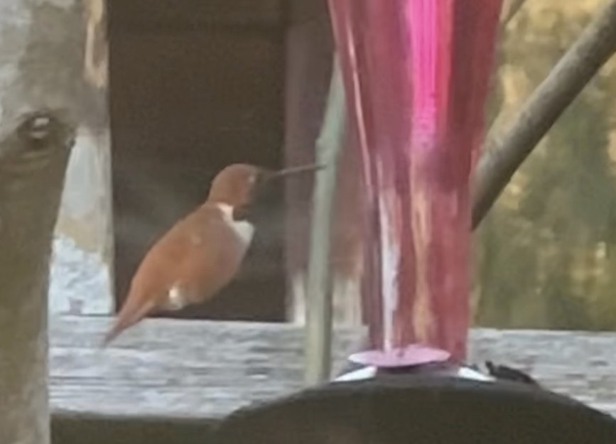 Rufous Hummingbird - ML548197301