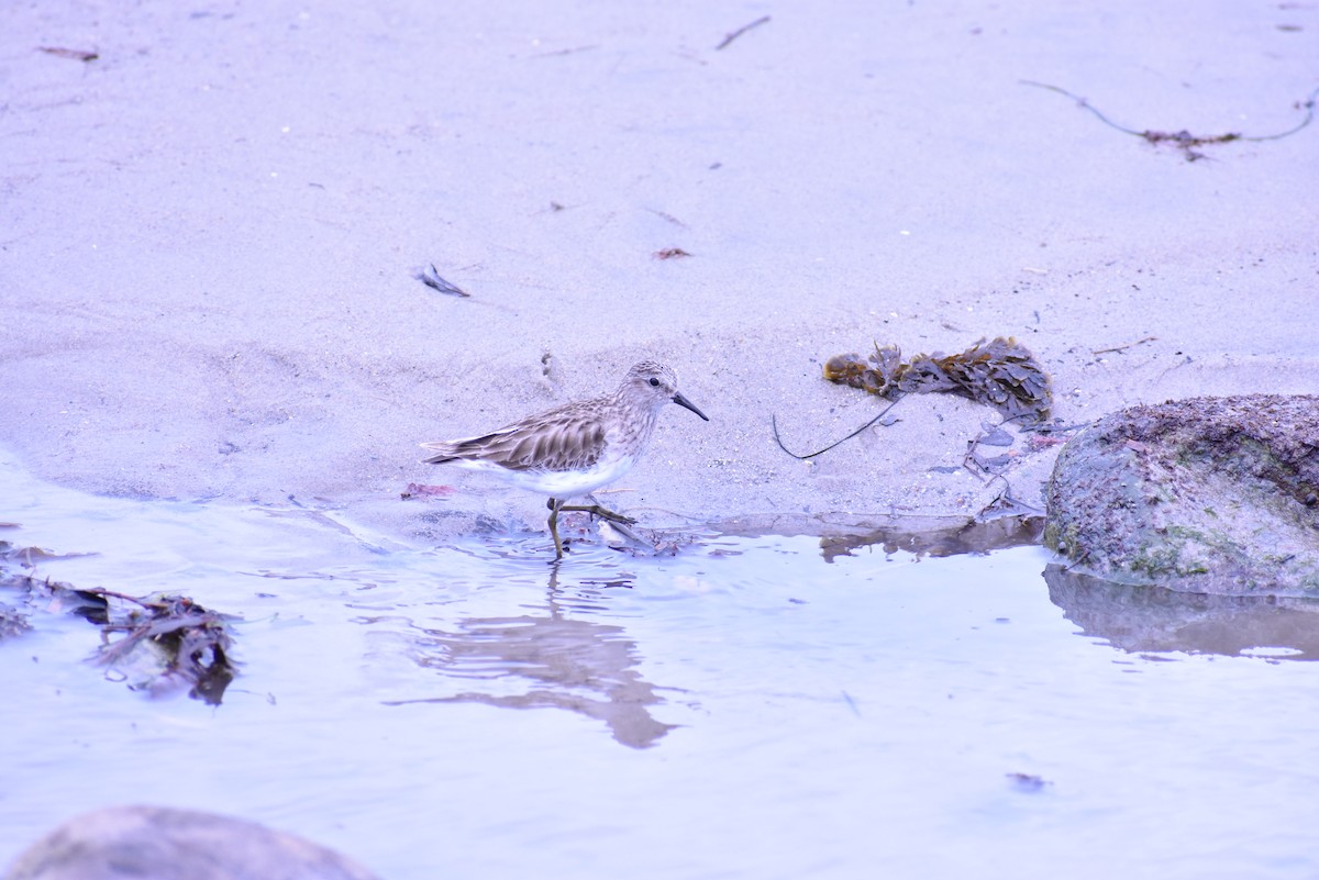 Least Sandpiper - ML548197361