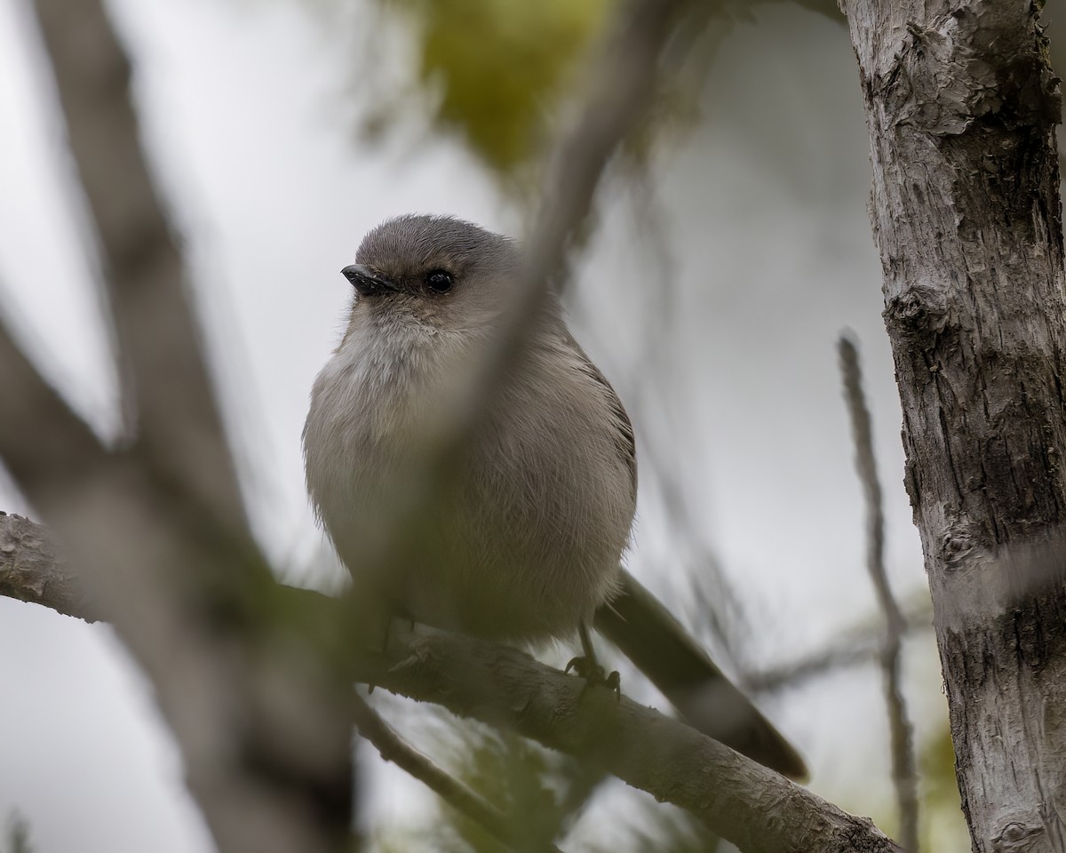 Bushtit - ML548197541