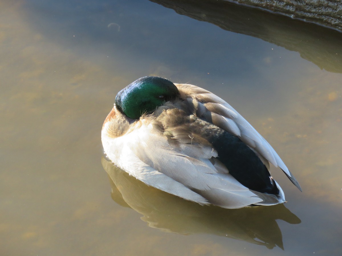 Canard colvert - ML548199241