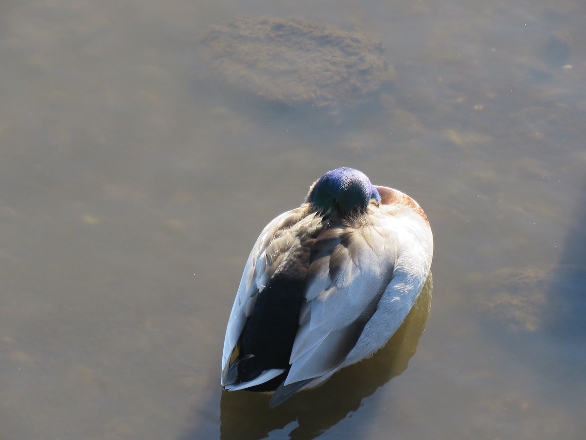 Canard colvert - ML548199251