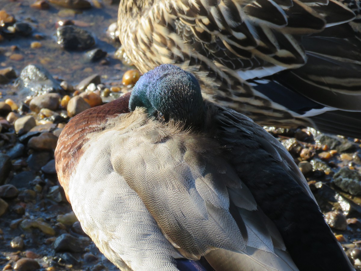 Mallard - ML548199271