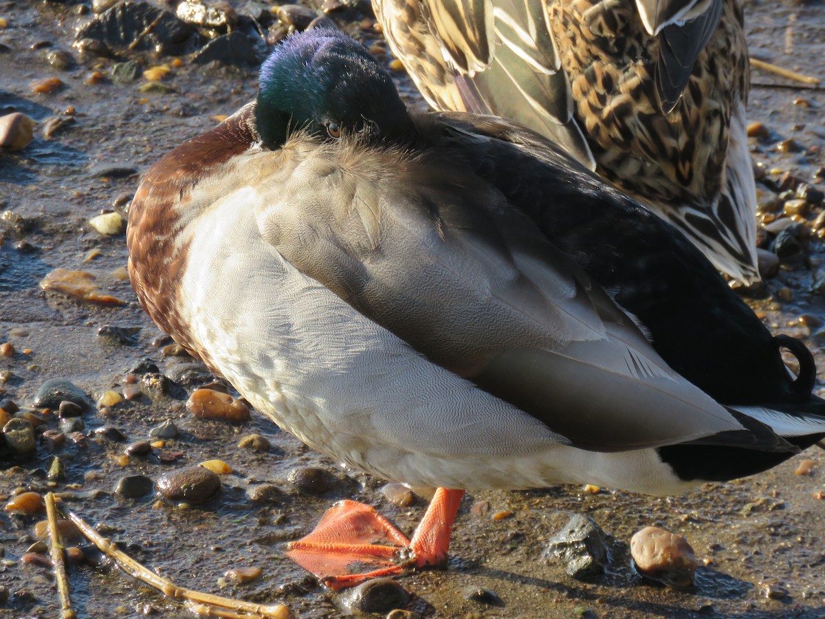 Canard colvert - ML548199281