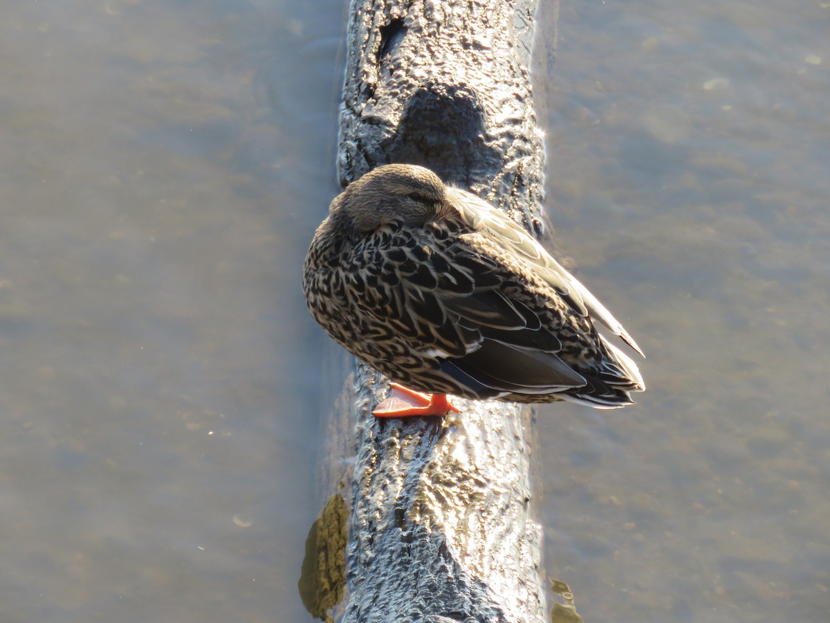 Canard colvert - ML548199391