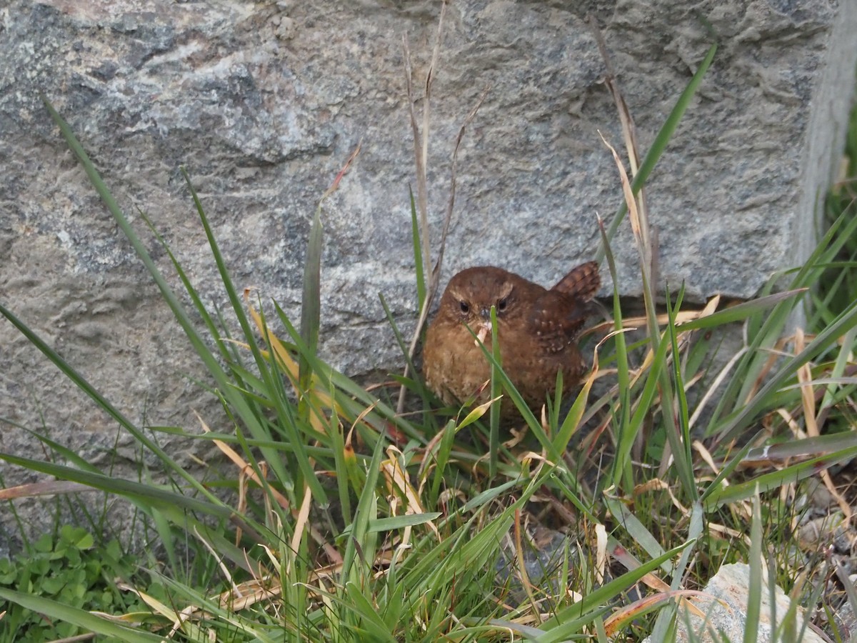 Pacific Wren - ML548199401