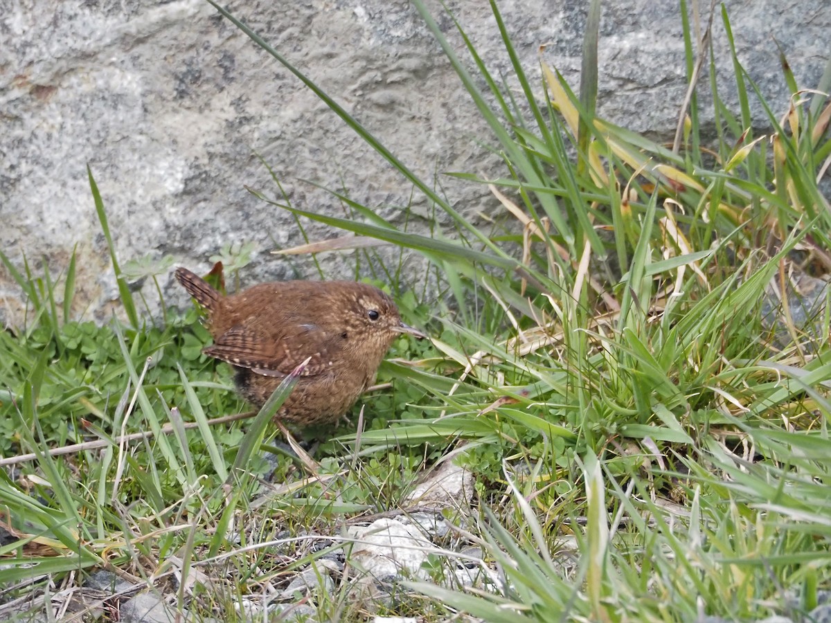 Pacific Wren - ML548199411