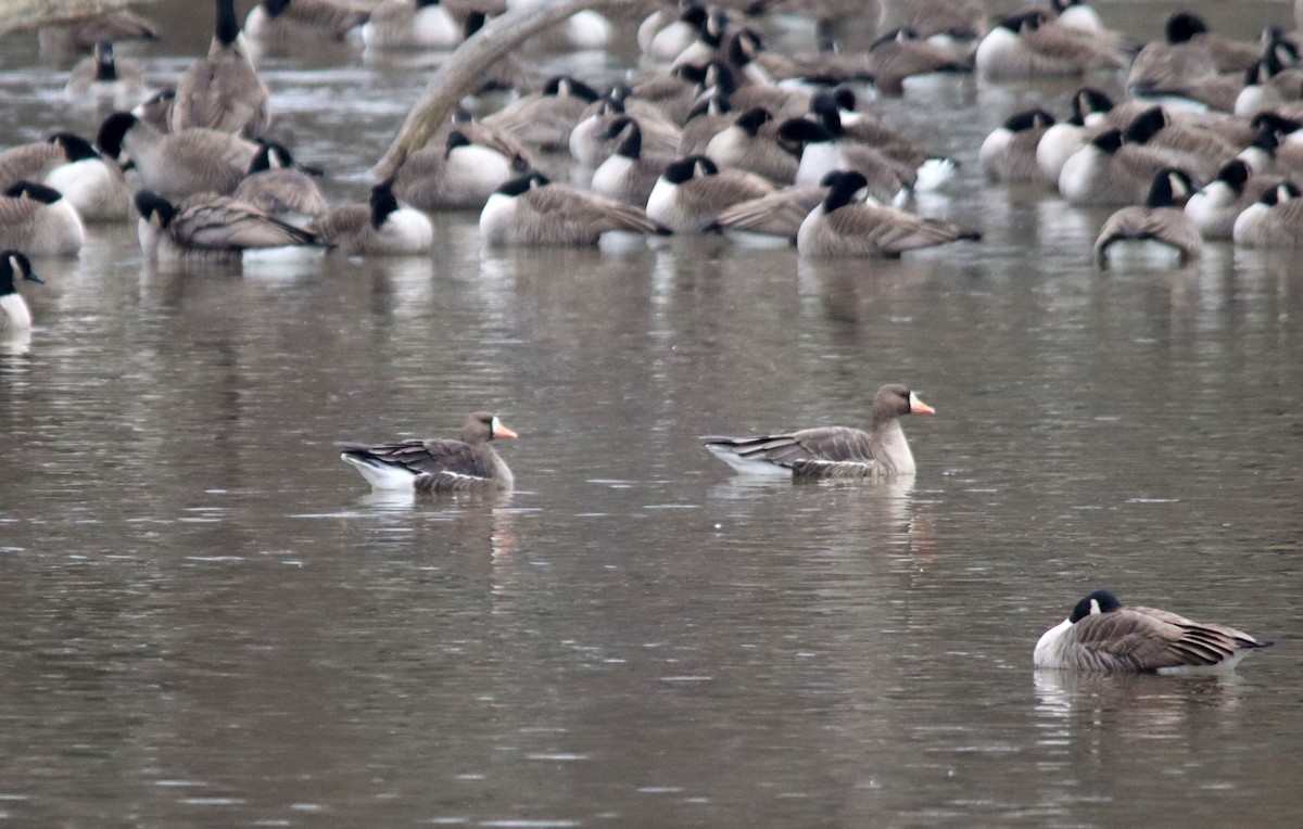 Greater White-fronted Goose - Gregory Coniglio