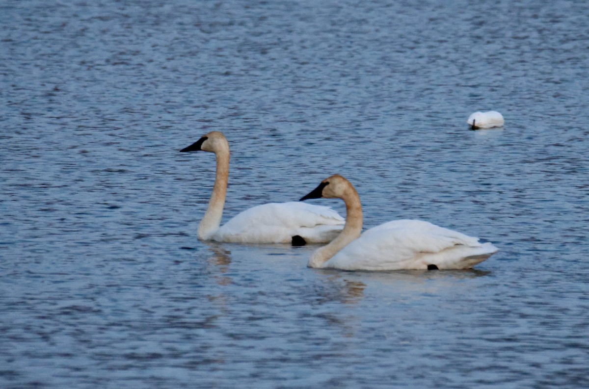 Trumpeter Swan - ML548201501
