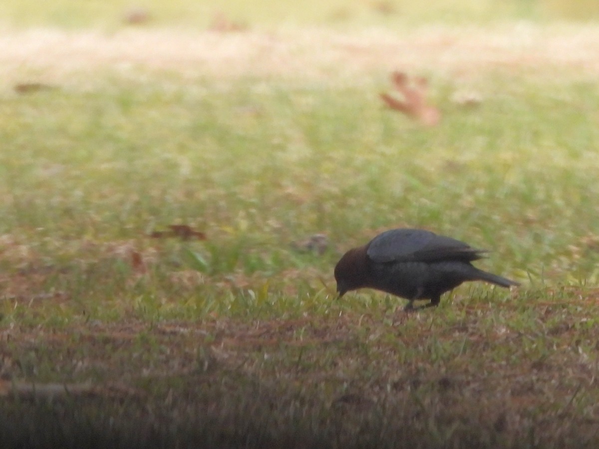 Brown-headed Cowbird - ML548201701