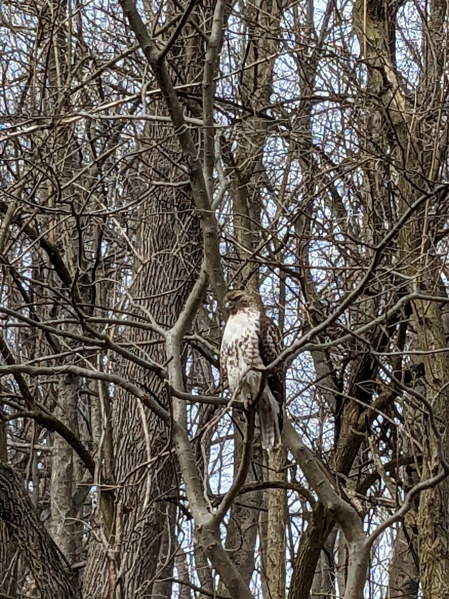 Red-tailed Hawk - ML548202251