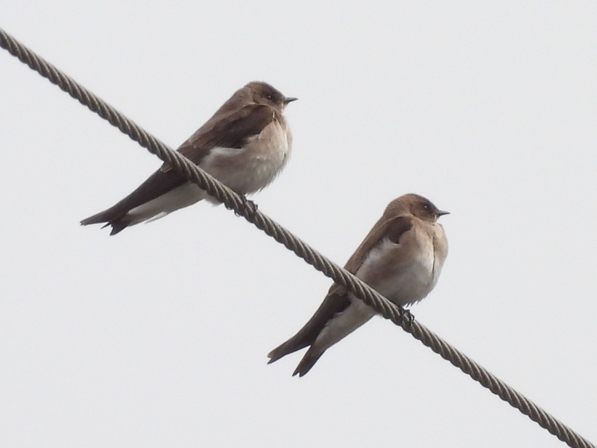 Northern Rough-winged Swallow - Jeanene Daniels