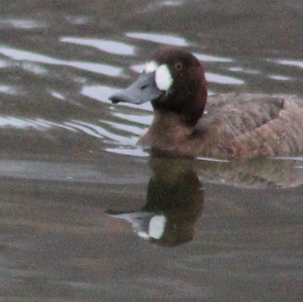 Greater Scaup - ML548202811