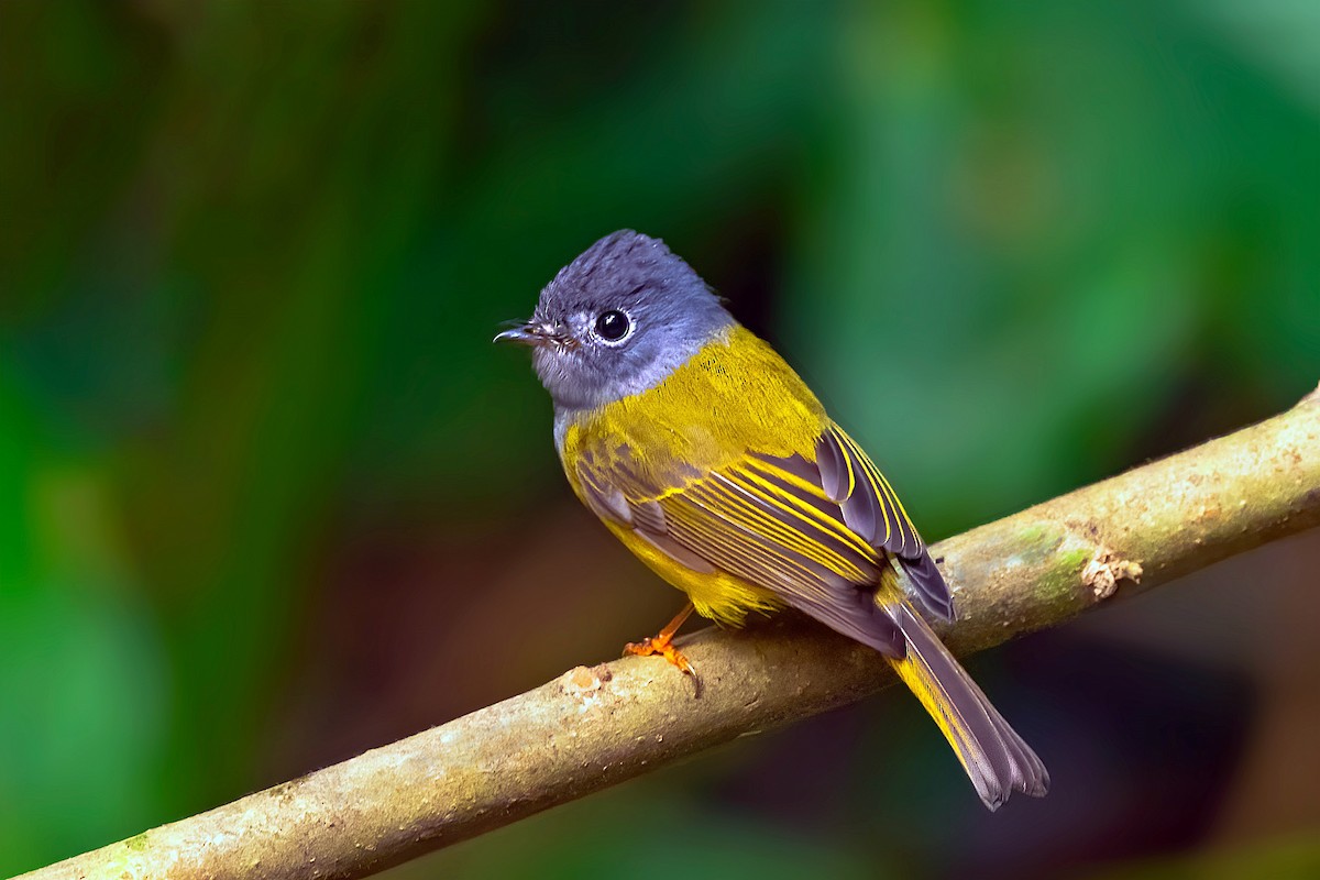 Gray-headed Canary-Flycatcher - ML548204221