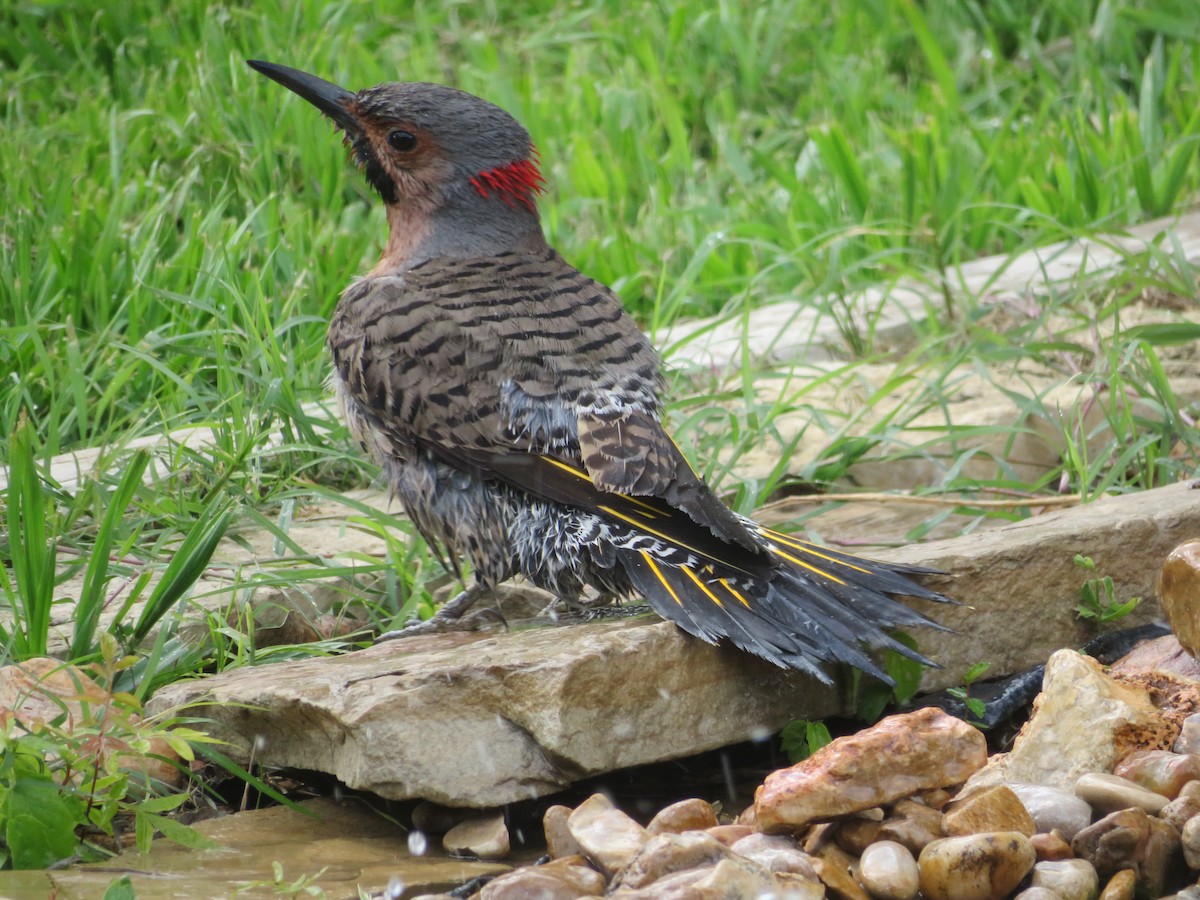 Northern Flicker (Yellow-shafted) - Paul Sellin