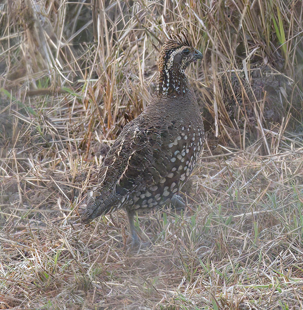 Crested Bobwhite (Spot-bellied) - ML548205371