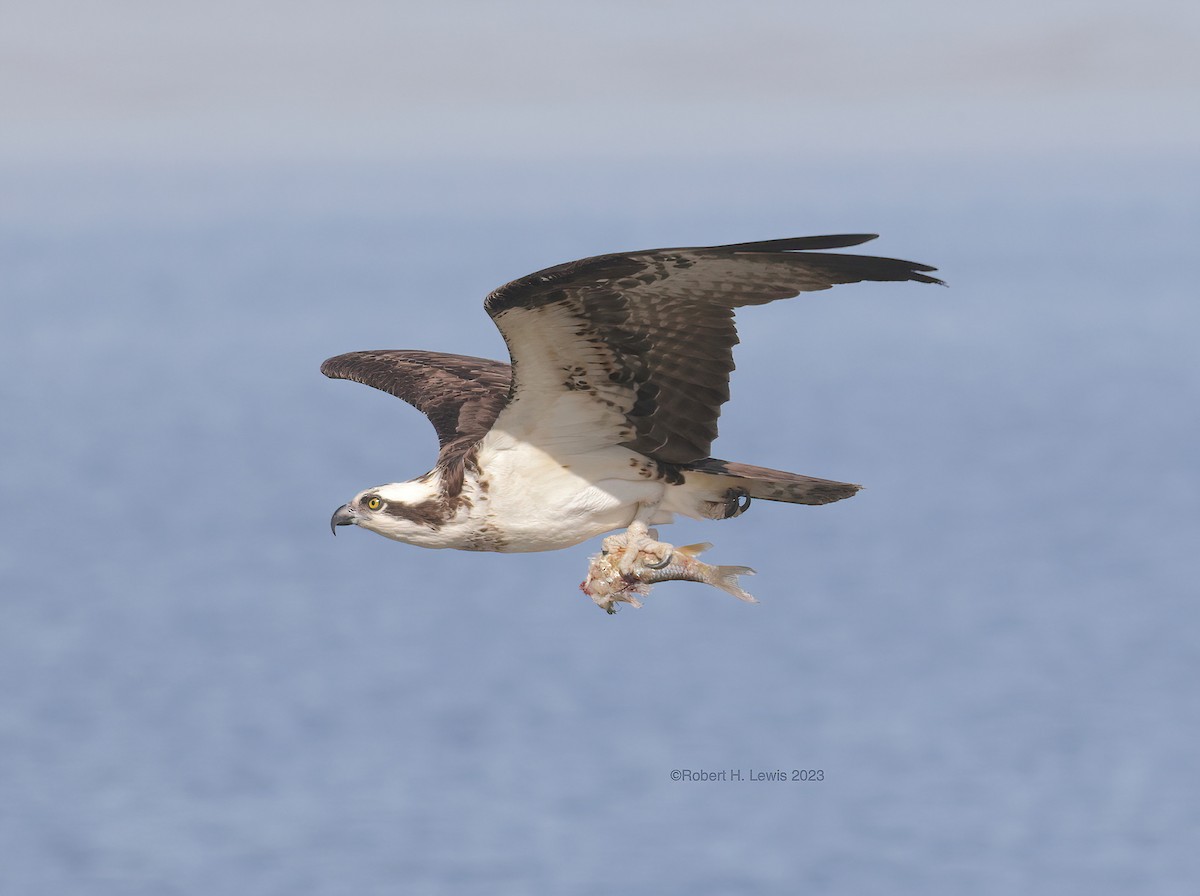 Osprey - ML548206001