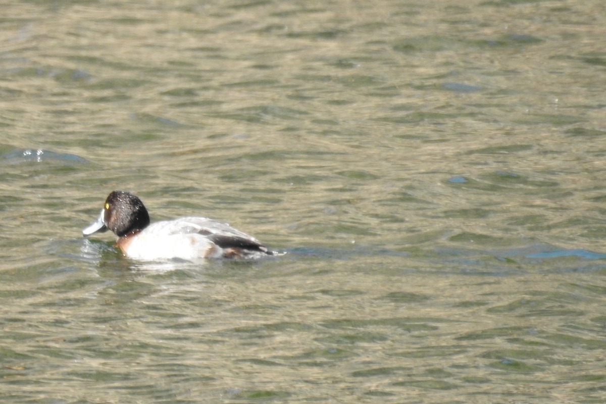 Greater Scaup - Jim Walton