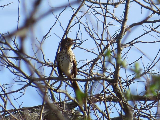 Brown Thrasher - ML54820701