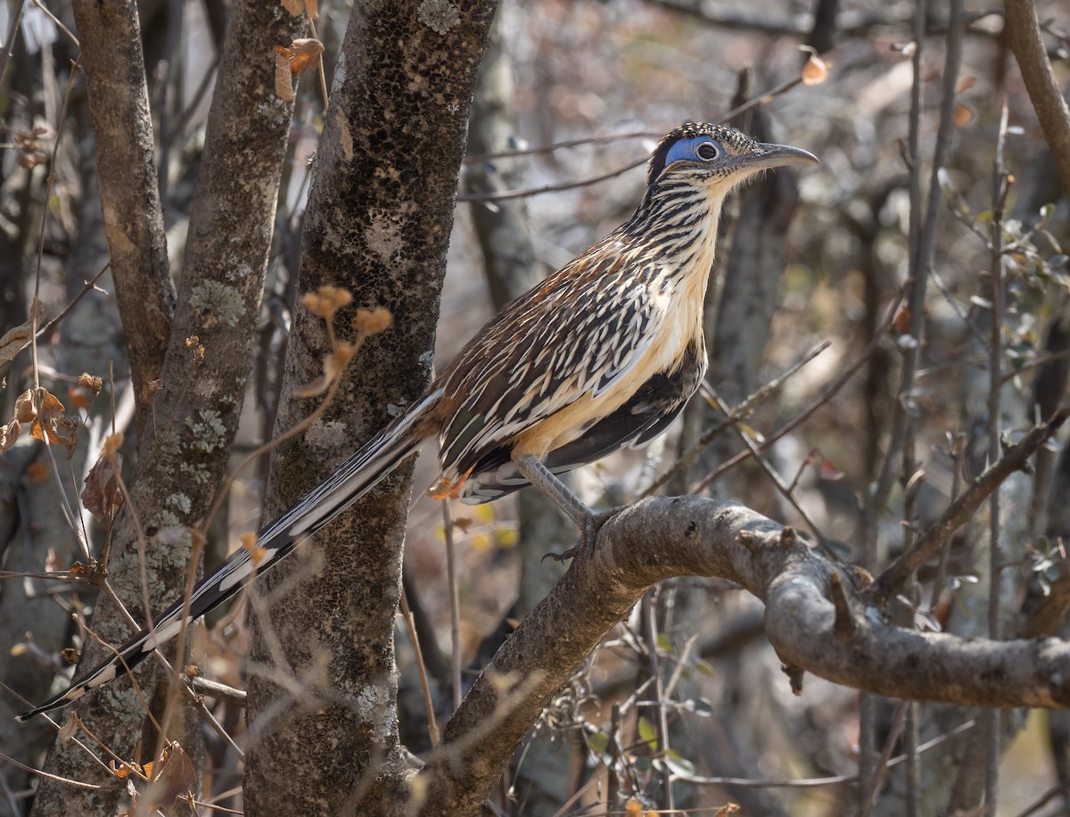 Lesser Roadrunner - Alex Luna