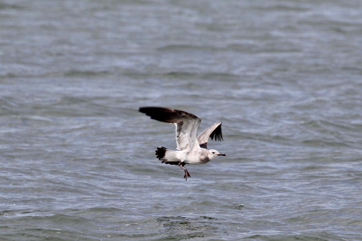 Gaviota Guanaguanare - ML548207461