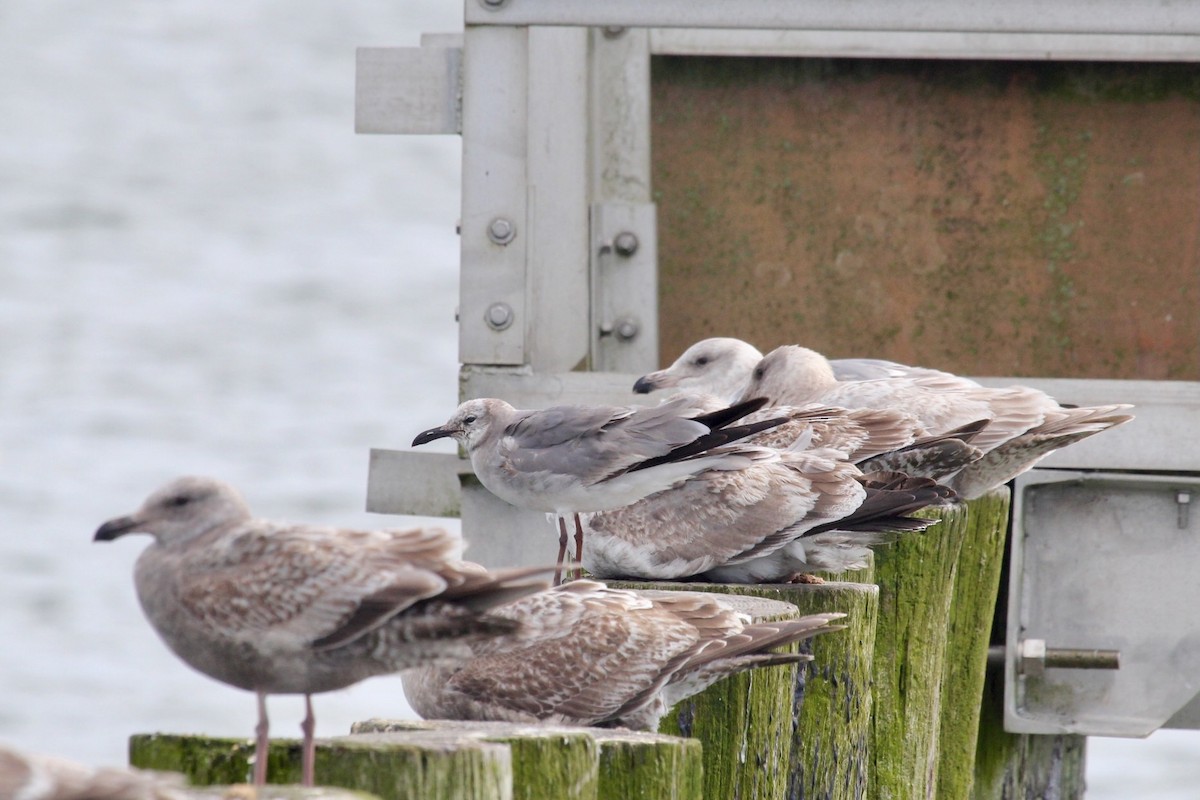 Laughing Gull - ML548207481