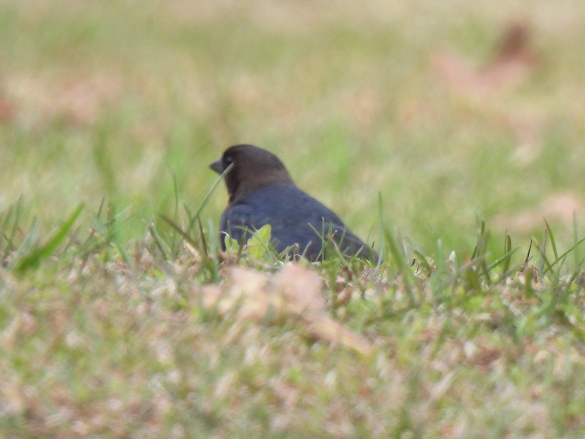 Brown-headed Cowbird - ML548207631