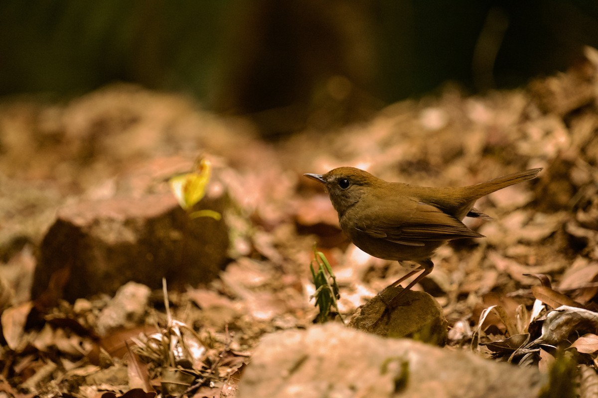 Ruddy-capped Nightingale-Thrush - ML548207981