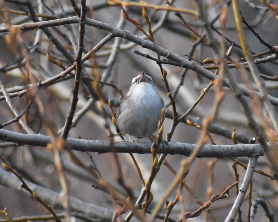 Bewick's Wren - M. Rogers