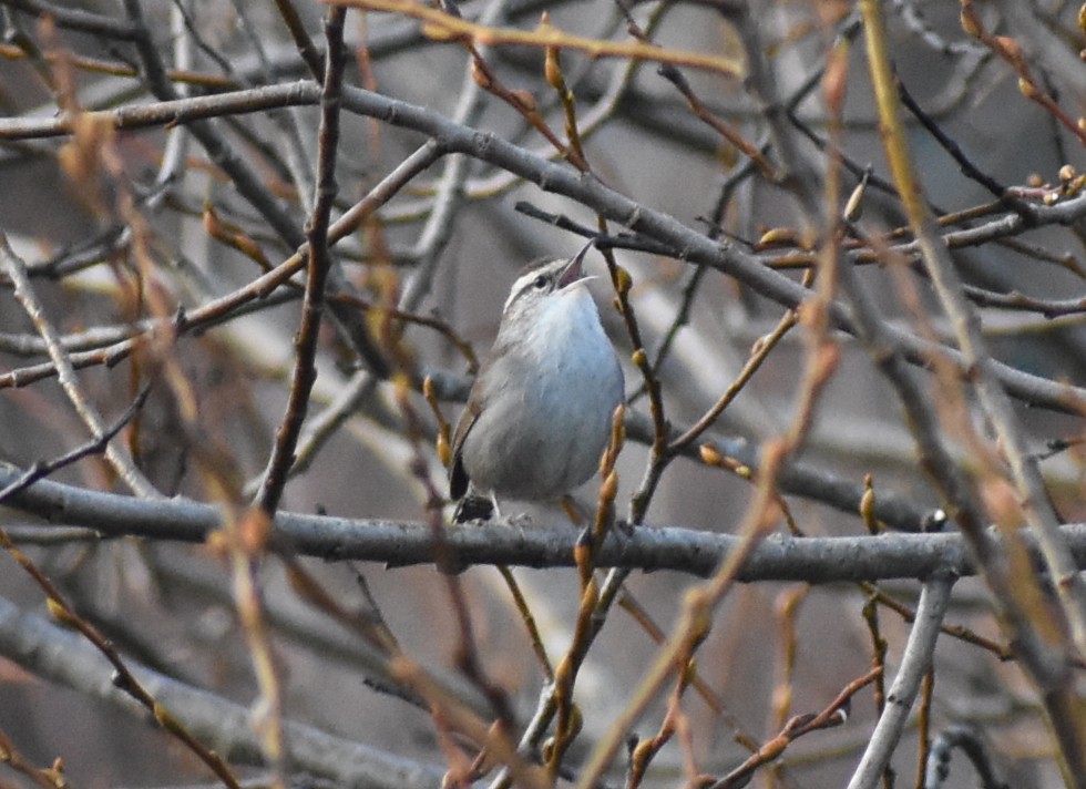 Bewick's Wren - M. Rogers