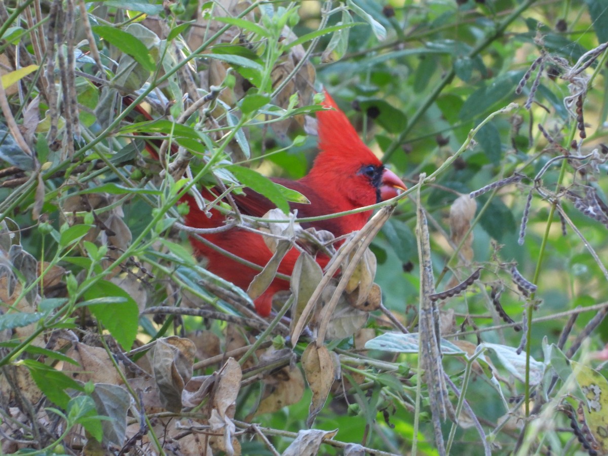 Northern Cardinal (Long-crested) - ML548208491
