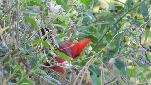 Cardinal rouge (carneus) - ML548208501