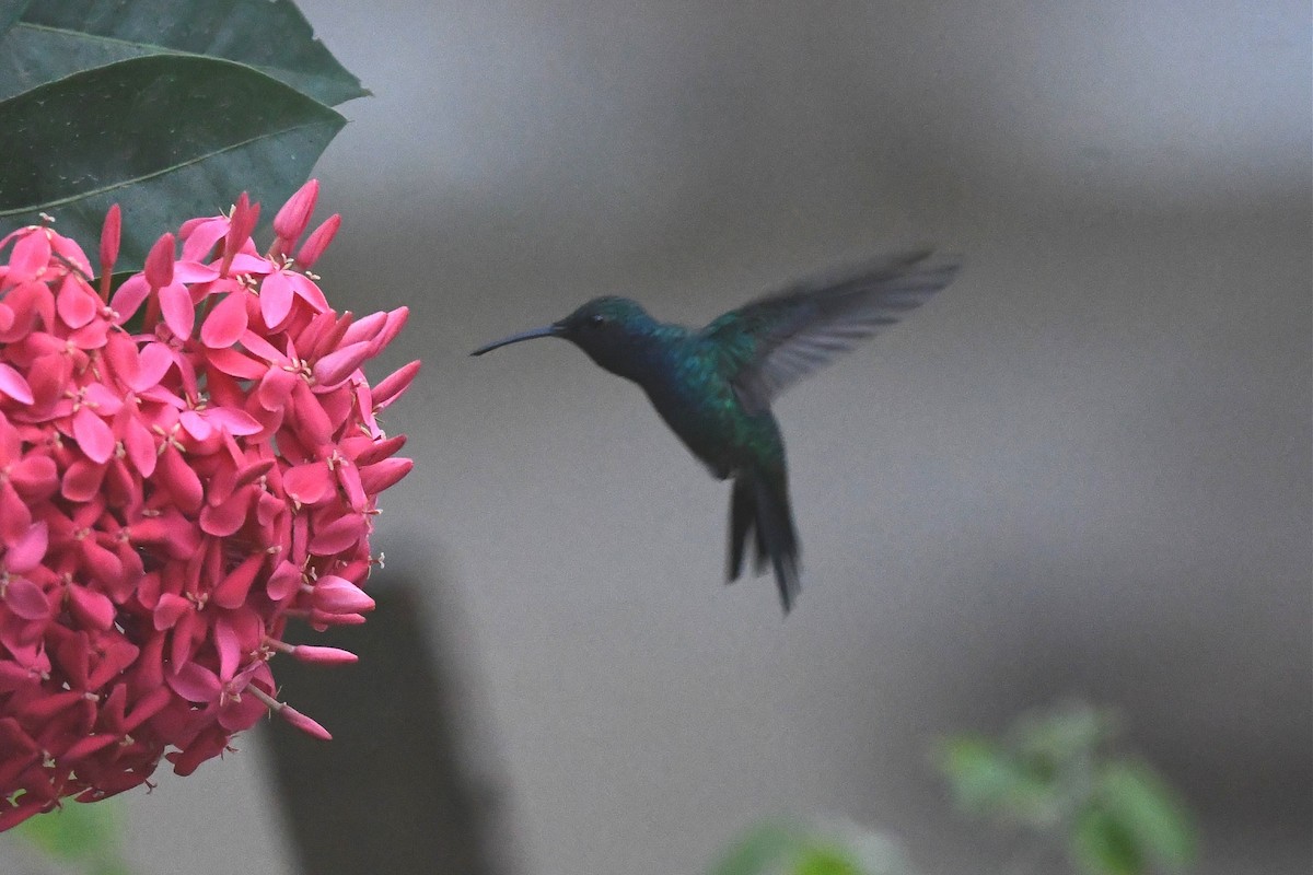 Colibrí Gorjizafiro - ML548212191