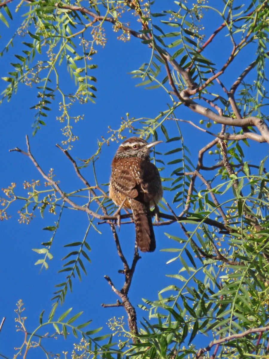 Cactus Wren - Juan and Beste