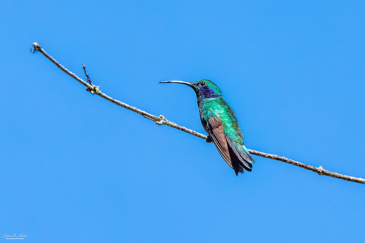 Lesser Violetear - ML548213121