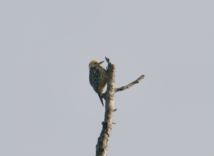 Yellow-crowned Woodpecker - ML548213661