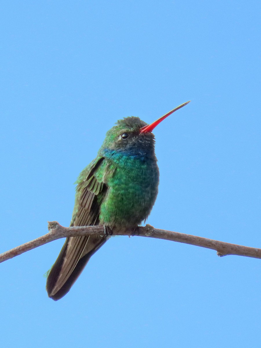 Broad-billed Hummingbird - ML548214501